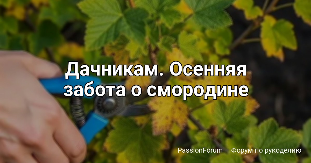 Дачникам. Осенняя забота о смородине