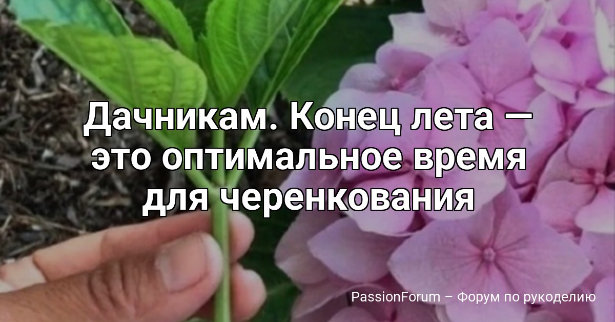 Дачникам. Конец лета — это оптимальное время для черенкования гортензий