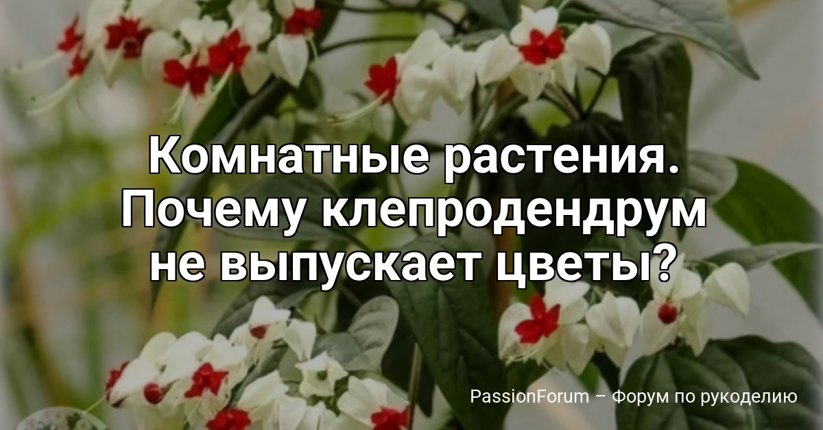 Комнатные растения. Почему клепродендрум не выпускает цветы?