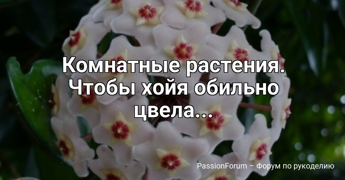 Комнатные растения. Чтобы хойя обильно цвела...