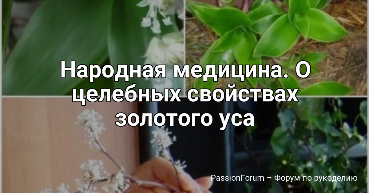 Народная медицина. О целебных свойствах золотого уса