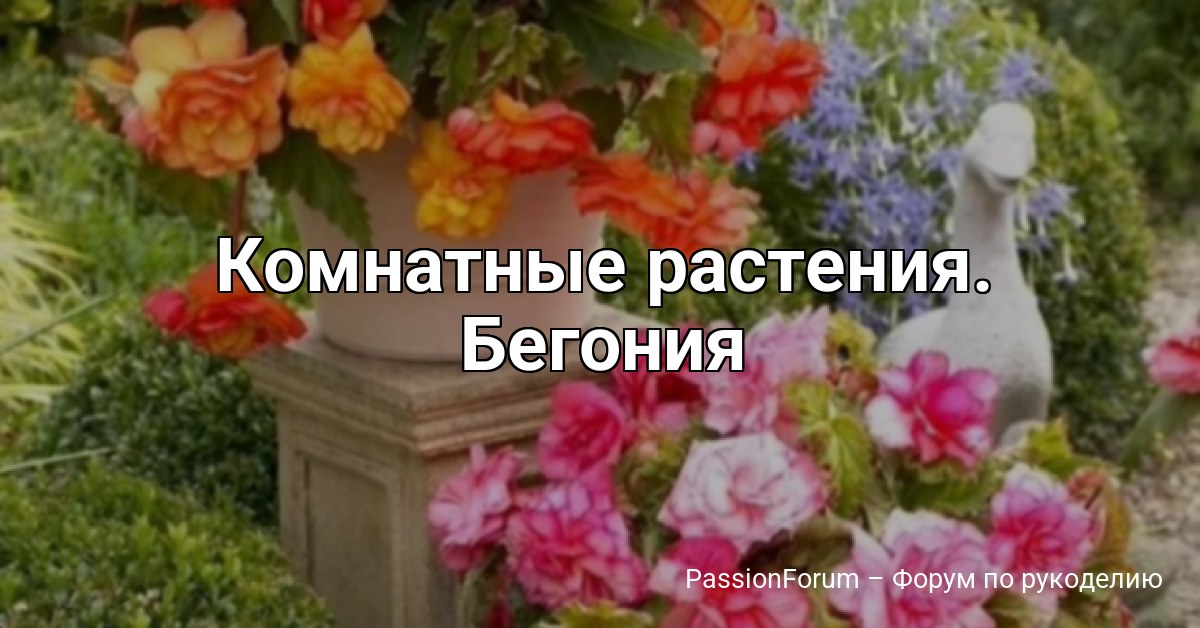Комнатные растения. Бегония