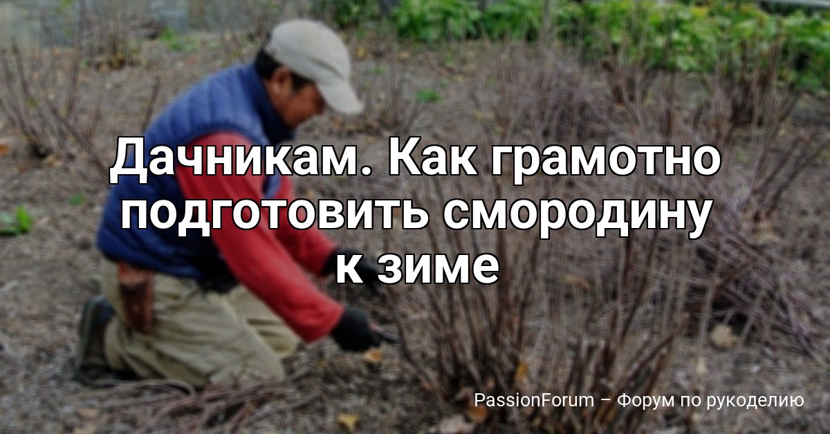 Дачникам. Как грамотно подготовить смородину к зиме