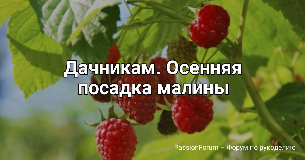 Дачникам. Осенняя посадка малины