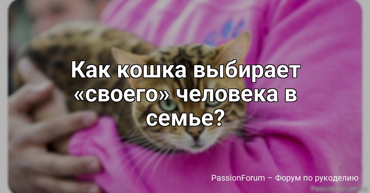 Как кошка выбирает своего человека в семье?