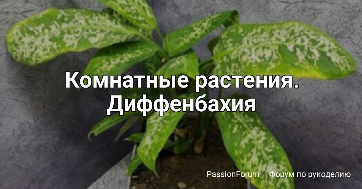 Комнатные растения. Диффенбахия