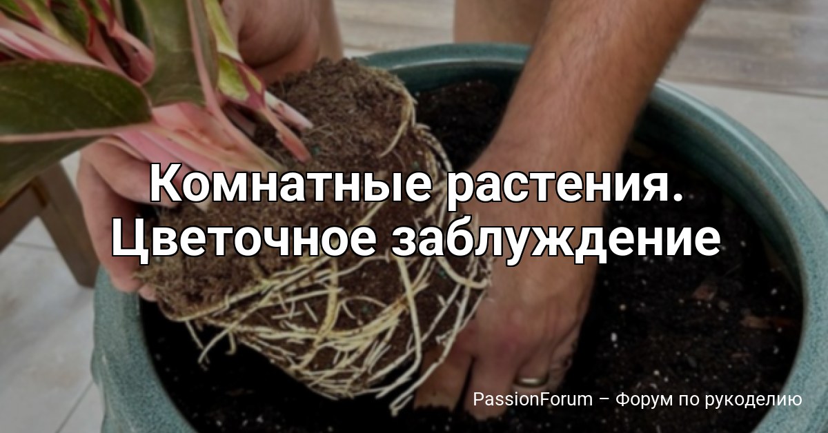 Комнатные растения. Цветочное заблуждение