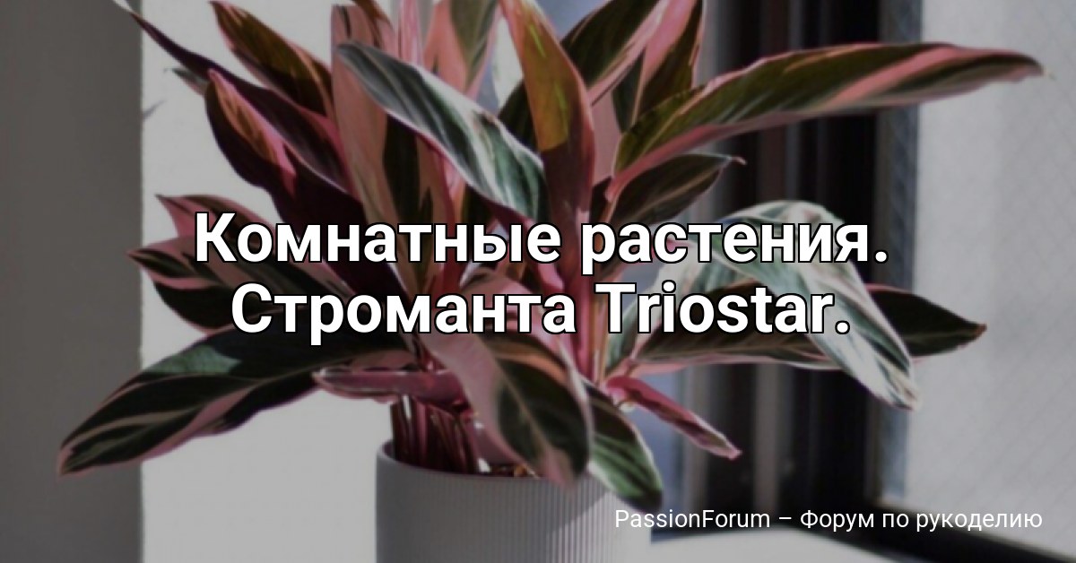 Комнатные растения. Строманта Triostar.