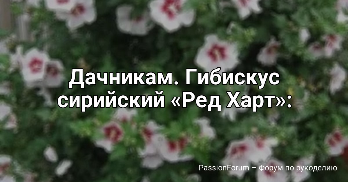 Дачникам. Гибискус сирийский Ред Харт :