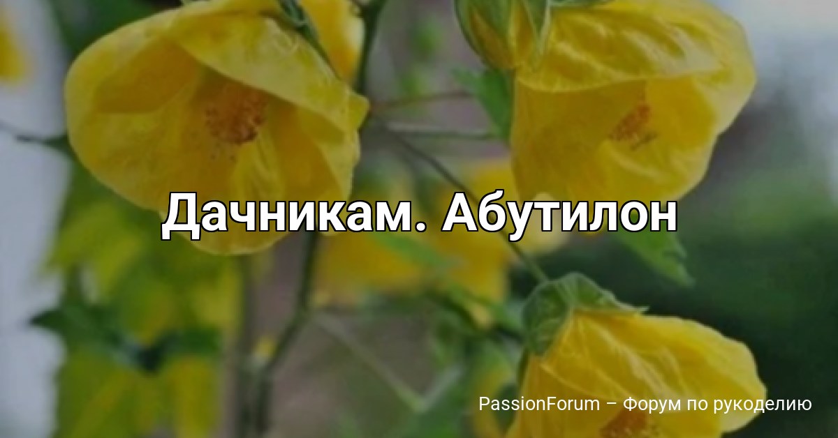 Дачникам. Абутилон