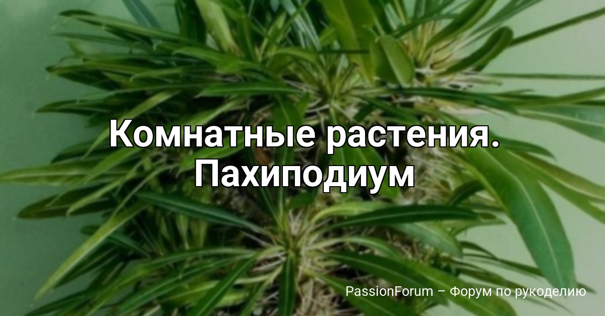 Комнатные растения. Пахиподиум