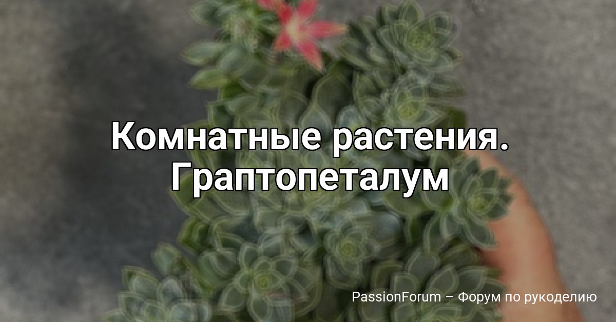 Комнатные растения. Граптопеталум