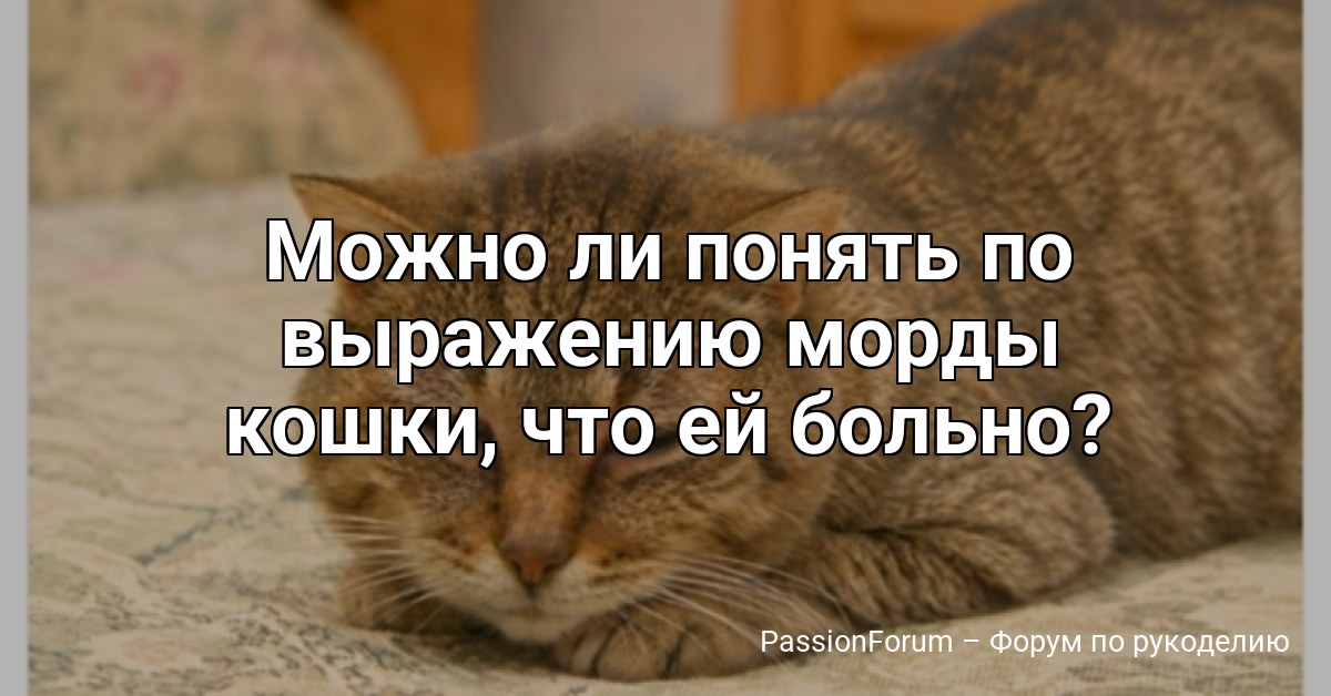 Можно ли понять по выражению морды кошки, что ей больно?