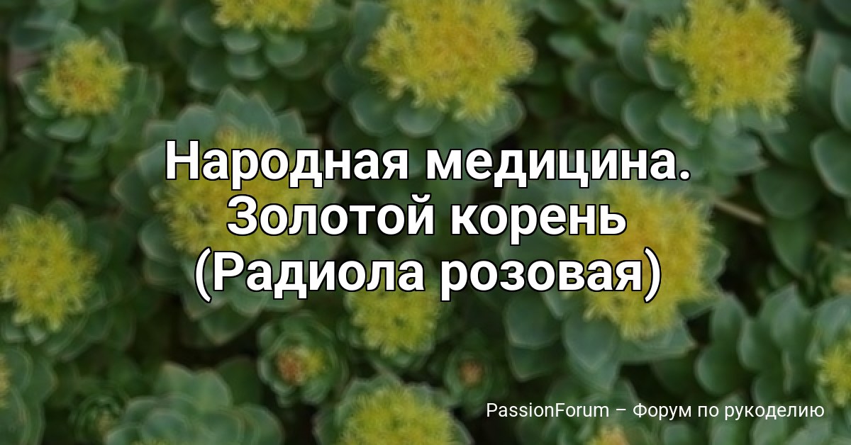 Народная медицина. Золотой корень (Радиола розовая)