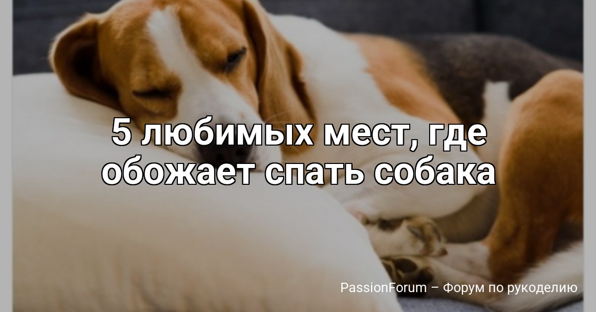 5 любимых мест, где обожает спать собака