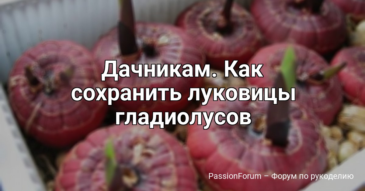 Дачникам. Как сохранить луковицы гладиолусов