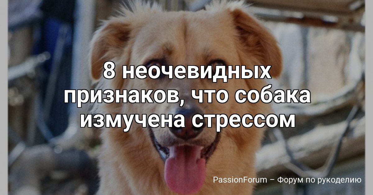 8 неочевидных признаков, что собака измучена стрессом