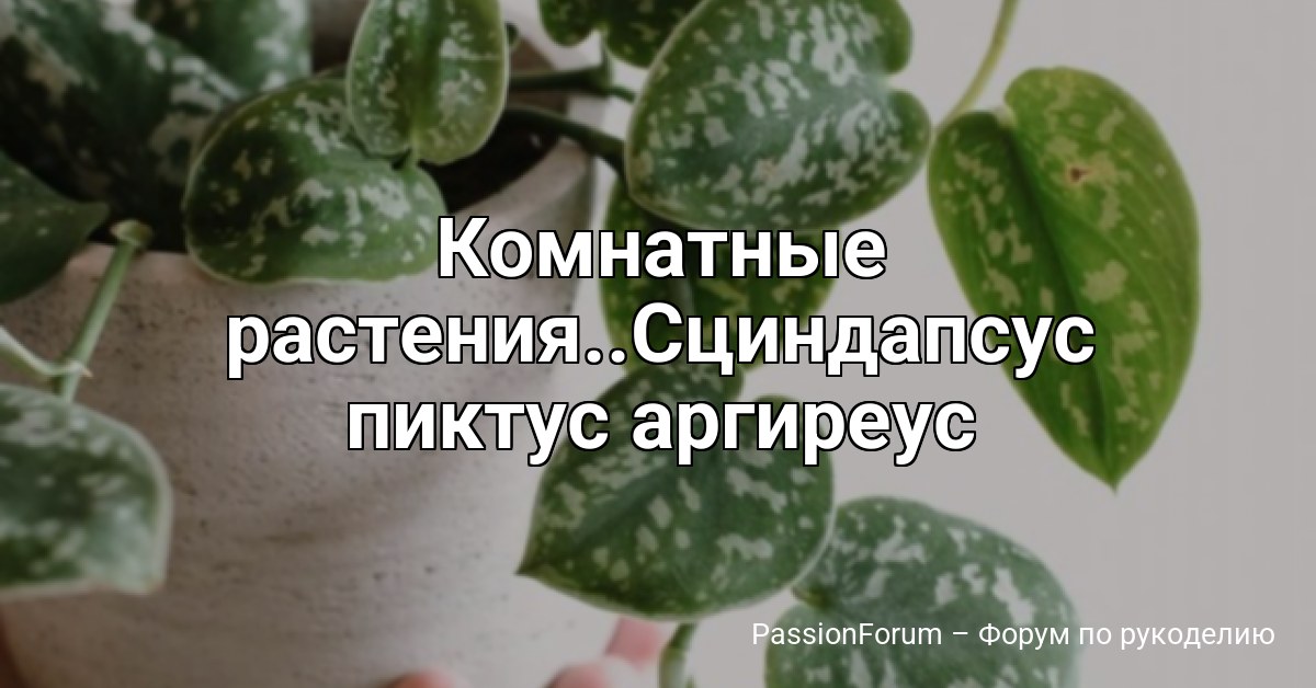 Комнатные растения..Сциндапсус пиктус аргиреус