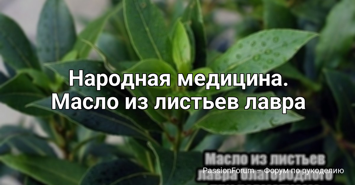 Народная медицина. Масло из листьев лавра