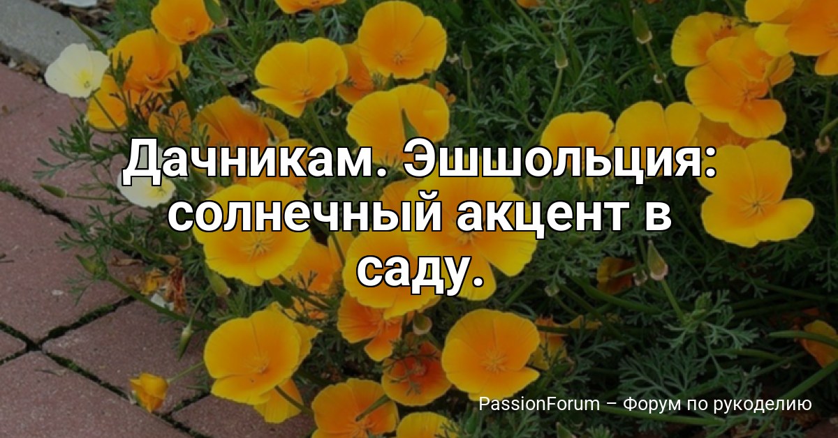 Дачникам. Эшшольция: солнечный акцент в саду.