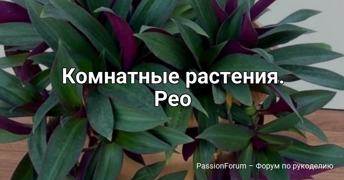 Комнатные растения. Рео