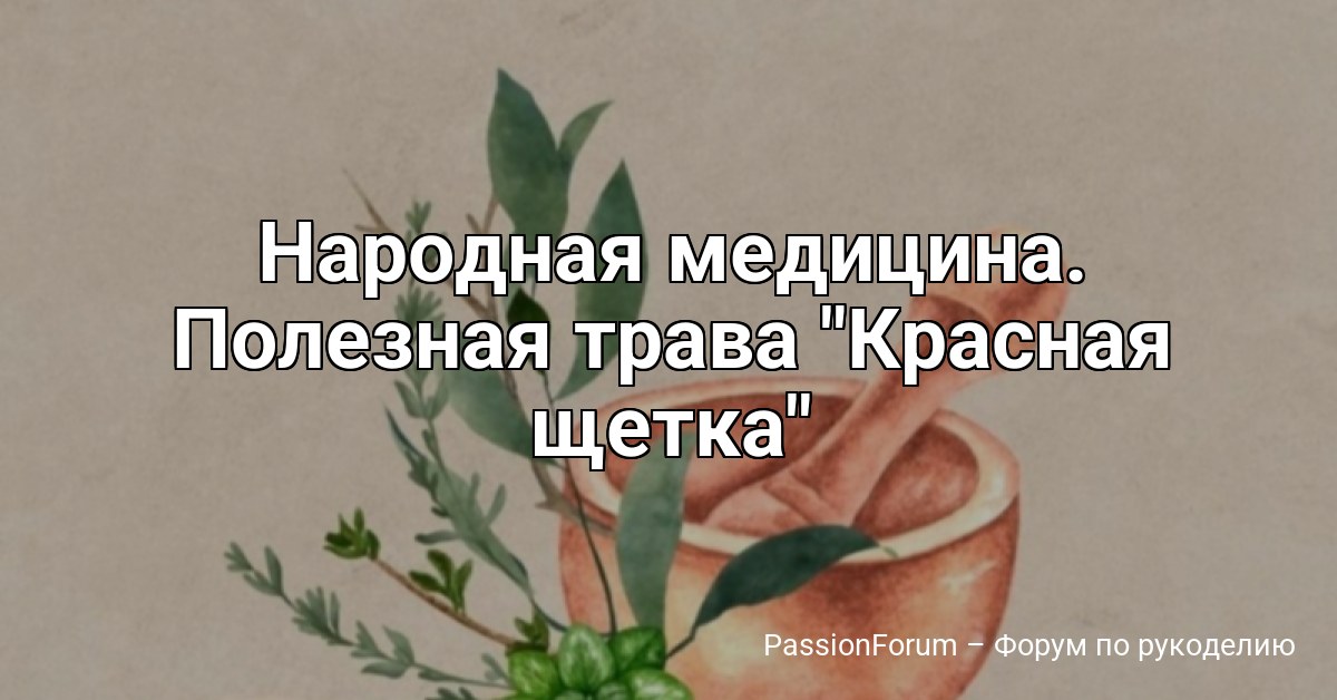 Народная медицина. Полезная трава Красная щетка