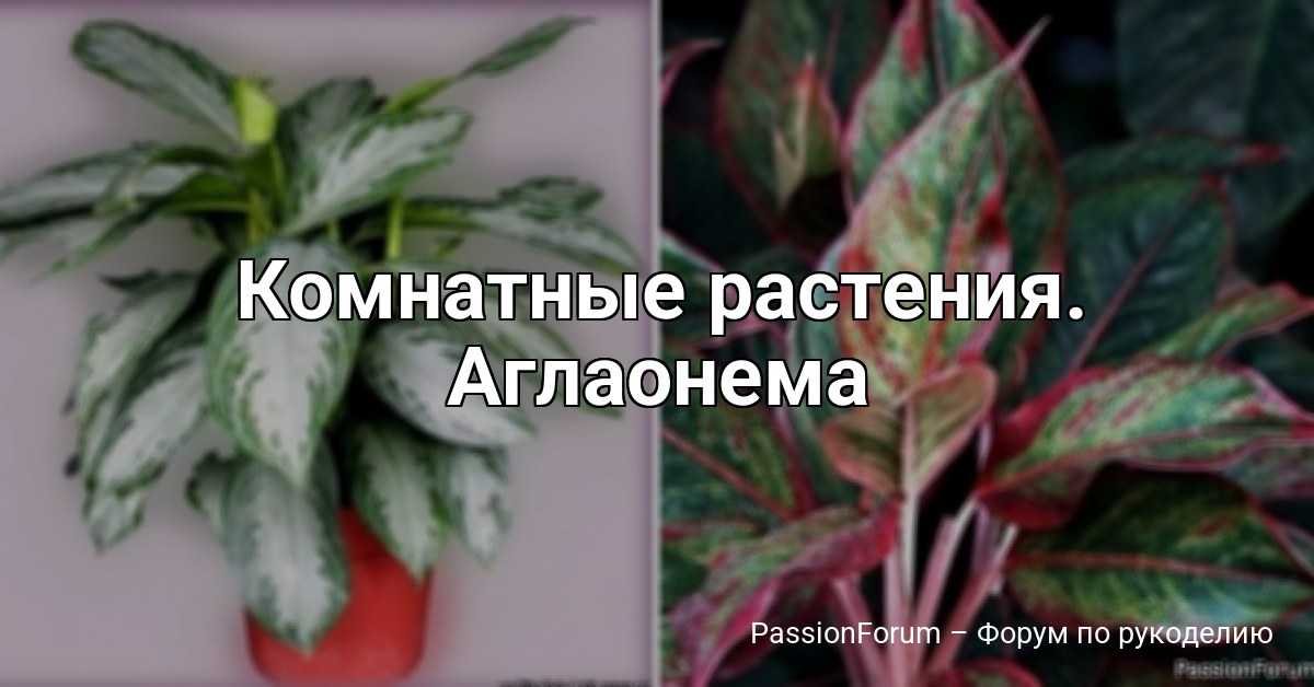 Комнатные растения. Аглаонема