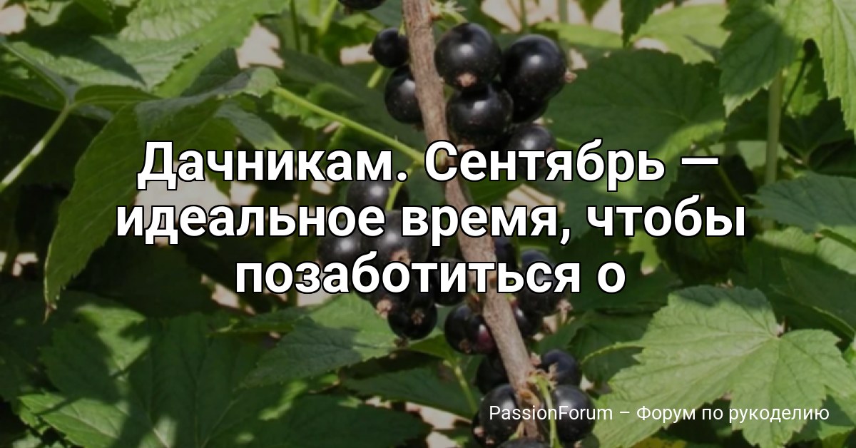 Дачникам. Сентябрь — идеальное время, чтобы позаботиться о смородине: