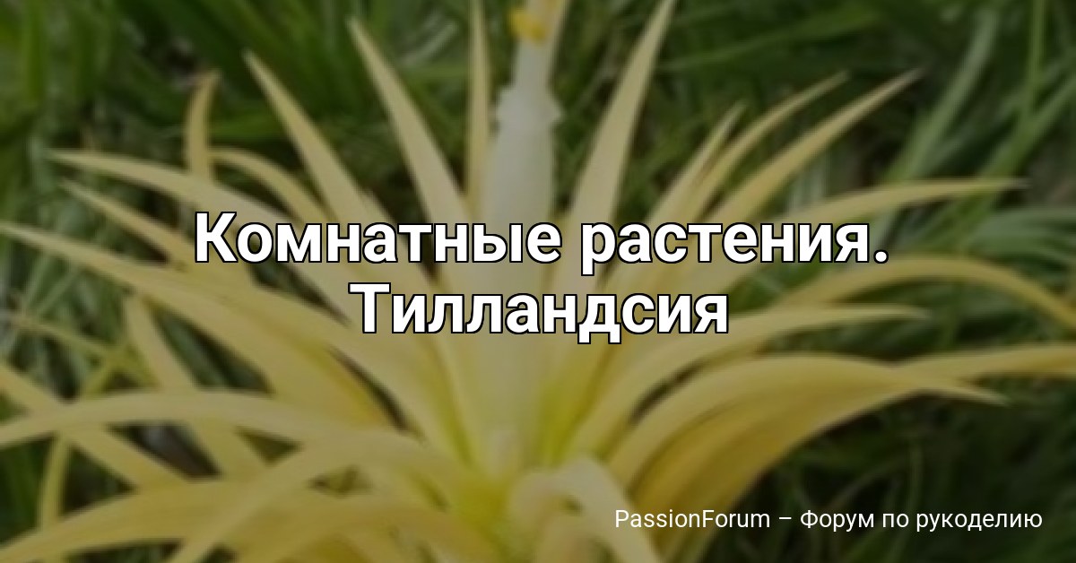 Комнатные растения. Тилландсия