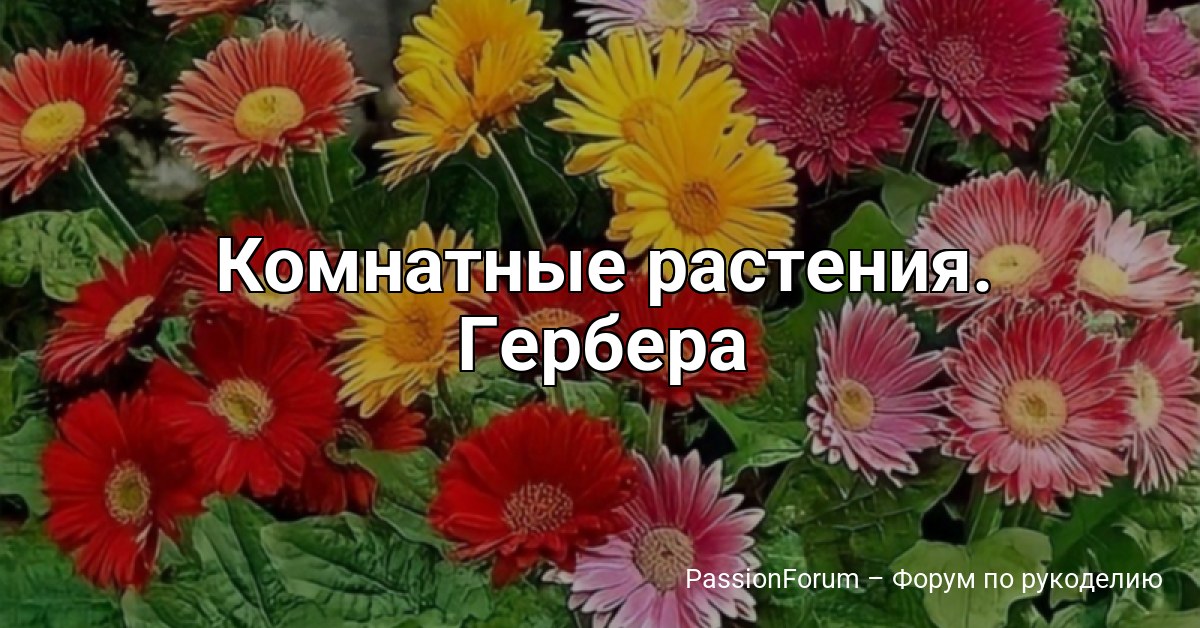 Комнатные растения. Гербера
