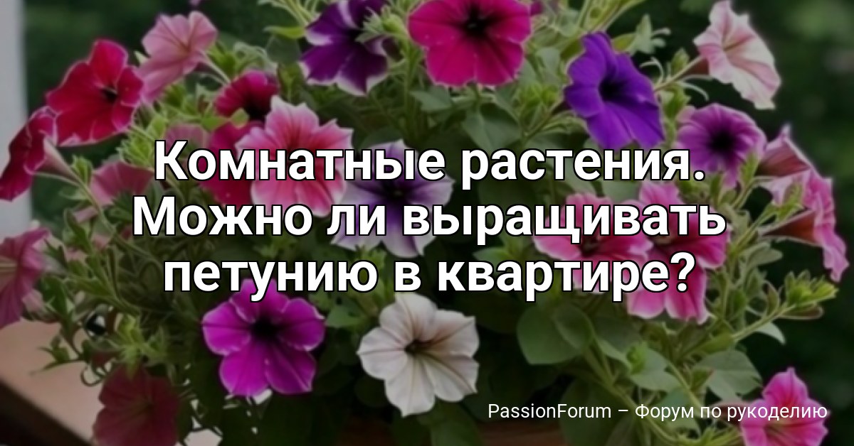 Комнатные растения. Можно ли выращивать петунию в квартире?