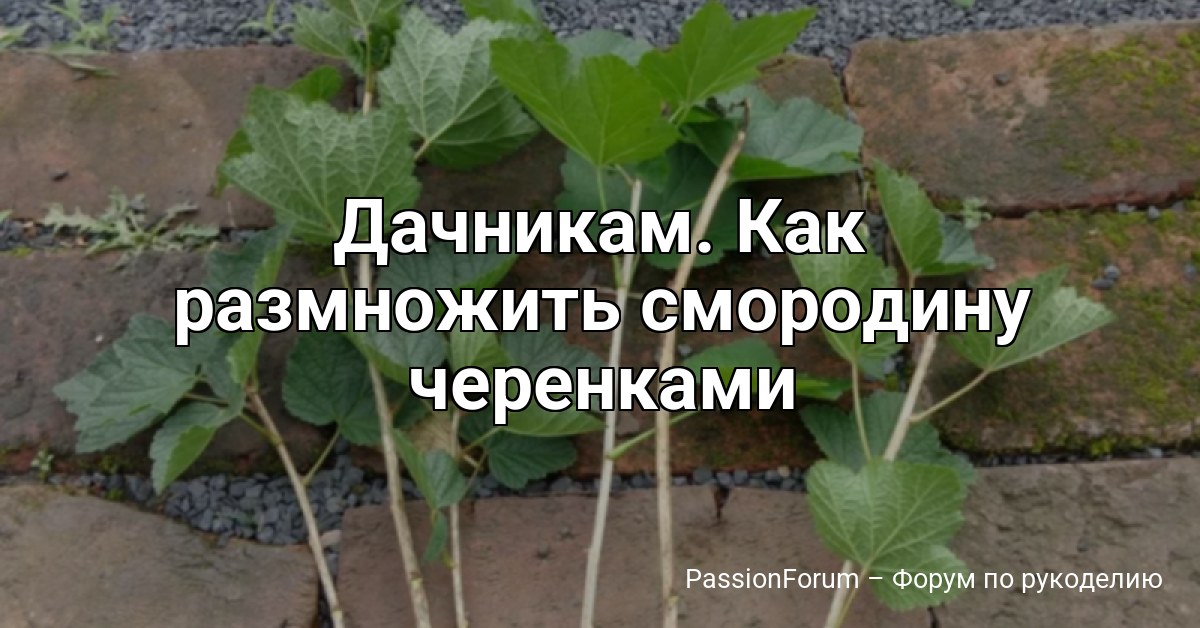 Дачникам. Как размножить смородину черенками