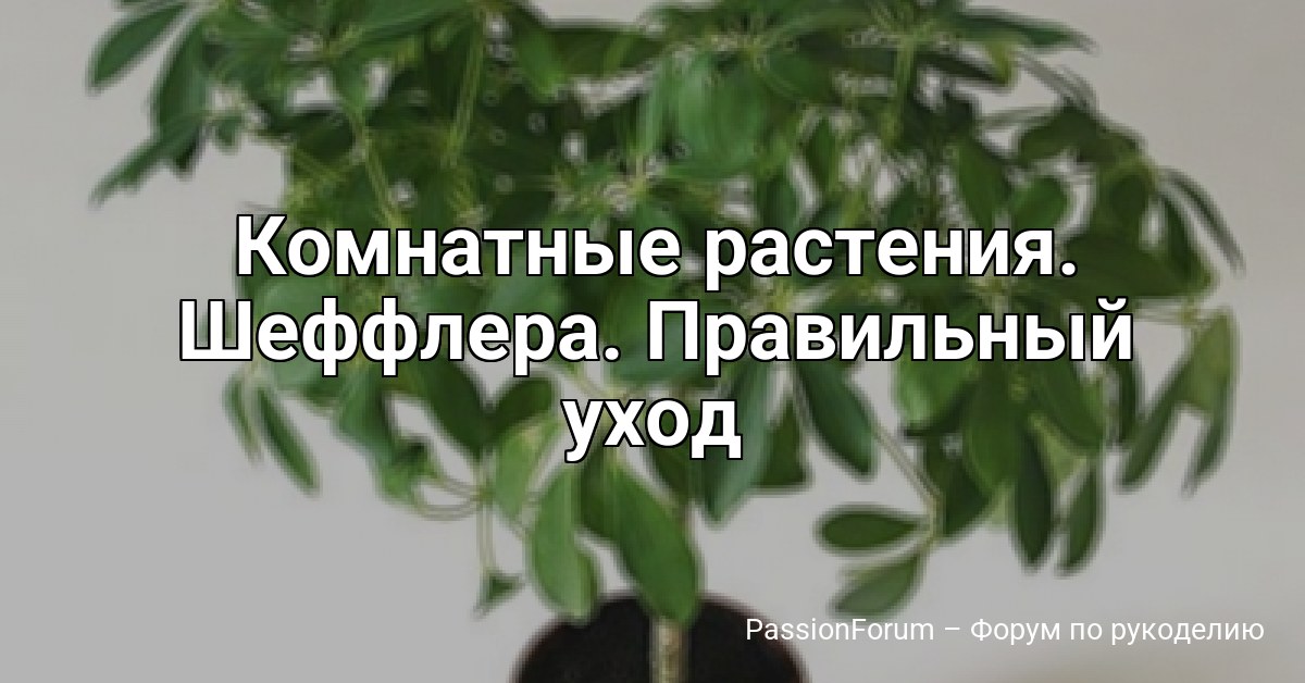 Комнатные растения. Шеффлера. Правильный уход