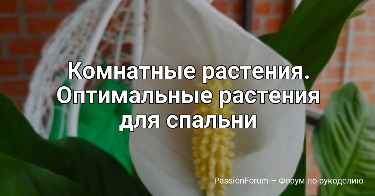Комнатные растения. Оптимальные растения для спальни