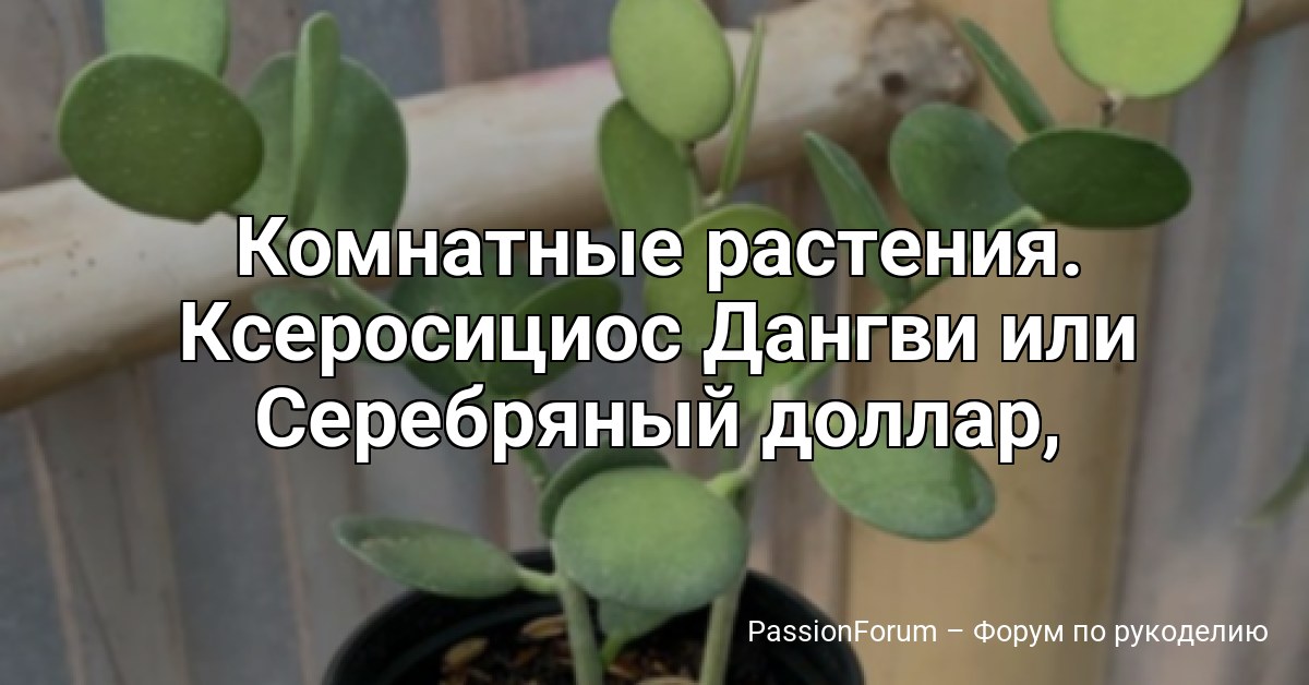 Комнатные растения. Ксеросициос Дангви или Серебряный доллар,