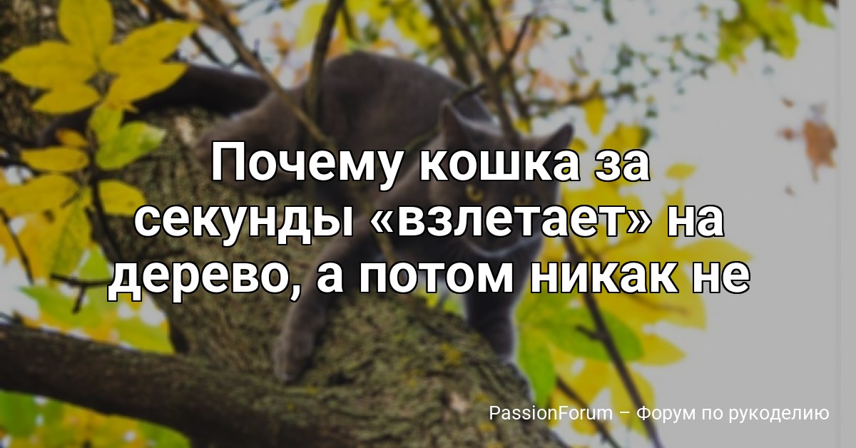 Почему кошка за секунды взлетает на дерево, а потом никак не может спуститься