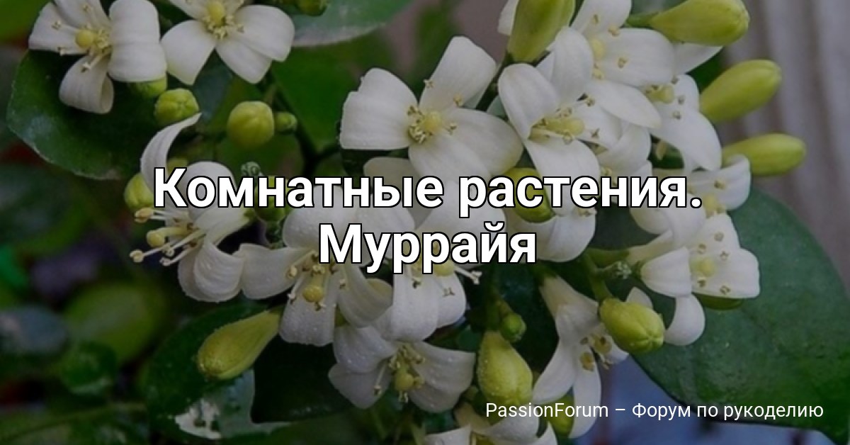 Комнатные растения. Муррайя