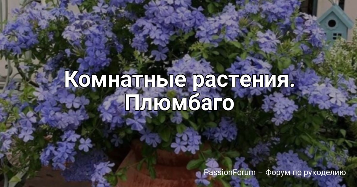Комнатные растения. Плюмбагo