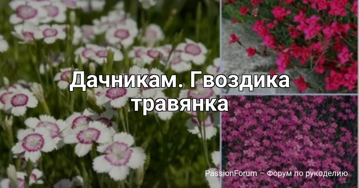 Дачникам. Гвоздика травянка