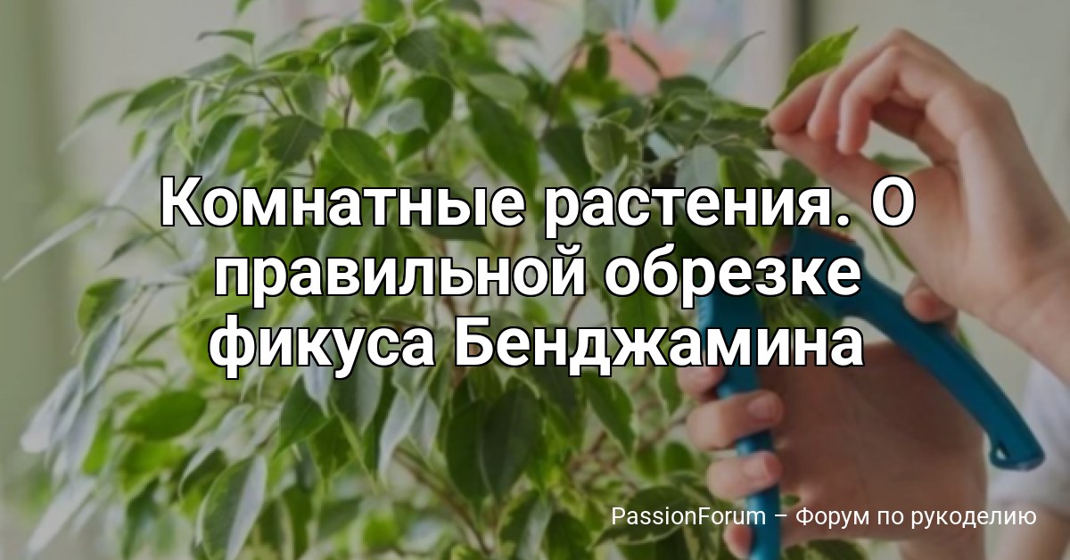 Комнатные растения. О правильной обрезке фикуса Бенджамина