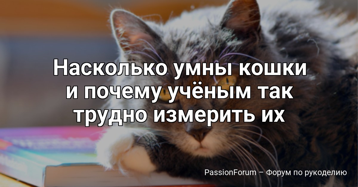 Насколько умны кошки и почему учёным так трудно измерить их интеллект?