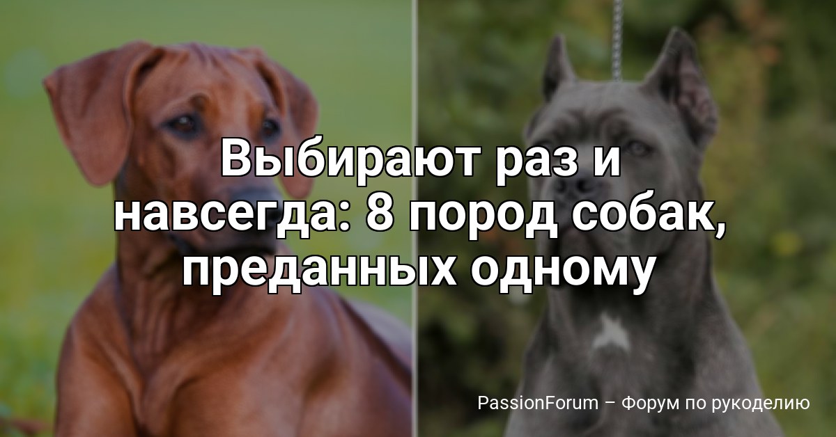 Выбирают раз и навсегда: 8 пород собак, преданных одному человеку