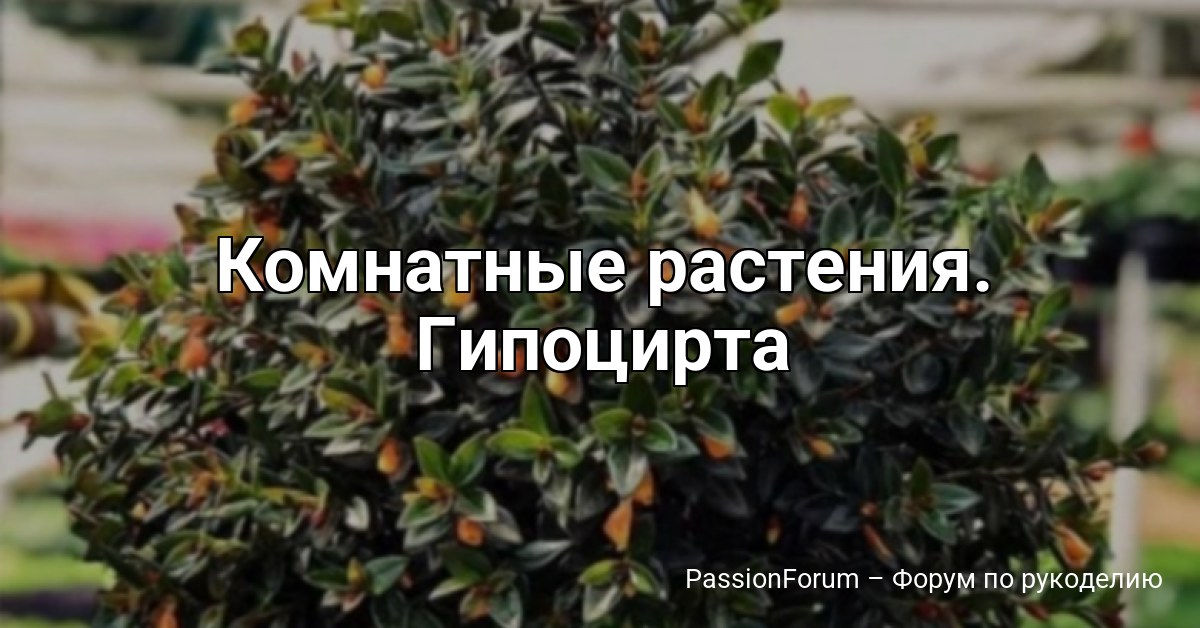 Комнатные растения. Гипоцирта