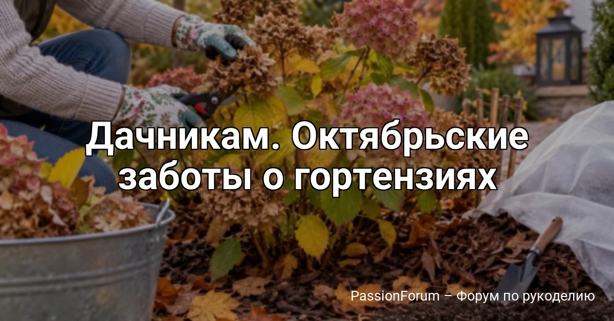 Дачникам. Октябрьские заботы о гортензиях