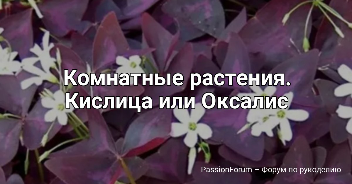 Комнатные растения. Кислица или Оксалис