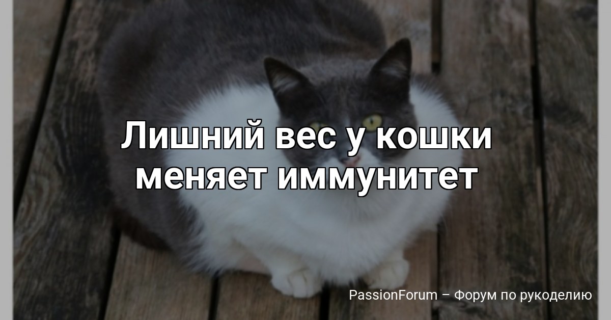 Лишний вес у кошки меняет иммунитет