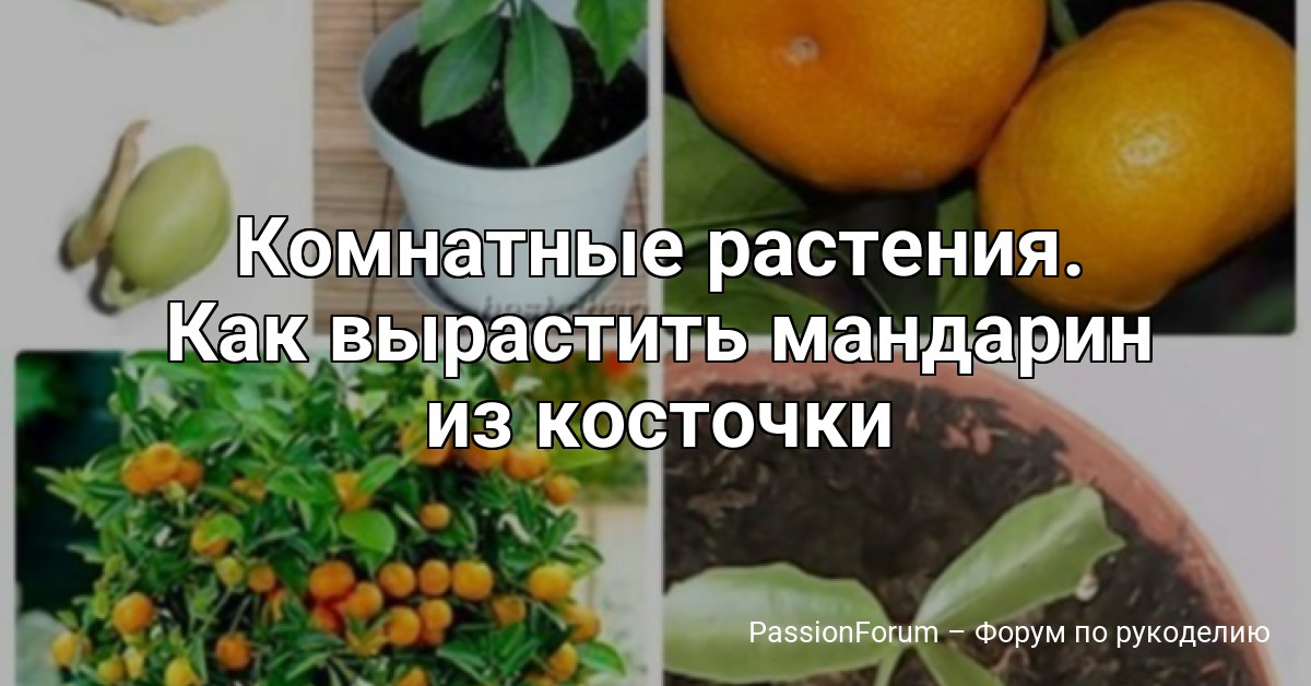 Комнатные растения. Как вырастить мандарин из косточки