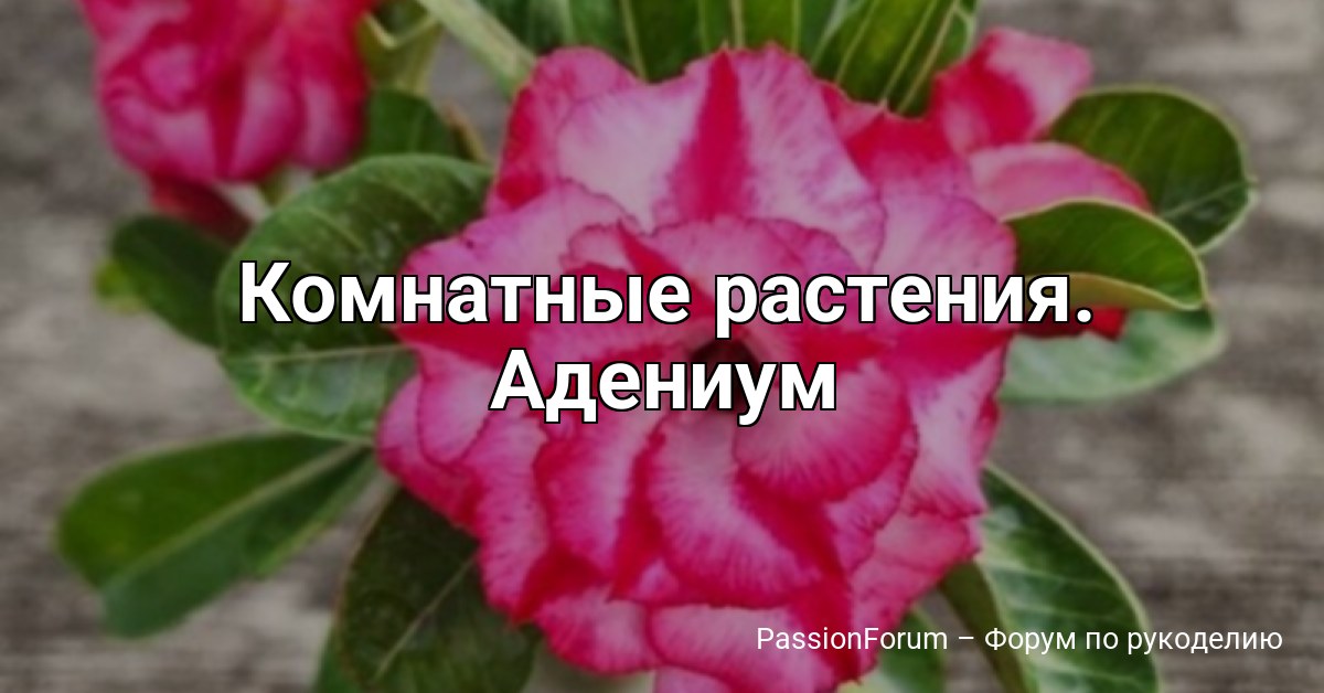 Комнатные растения. Адениум