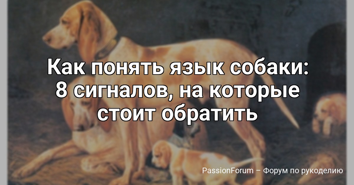 Как понять язык собаки: 8 сигналов, на которые стоит обратить внимание