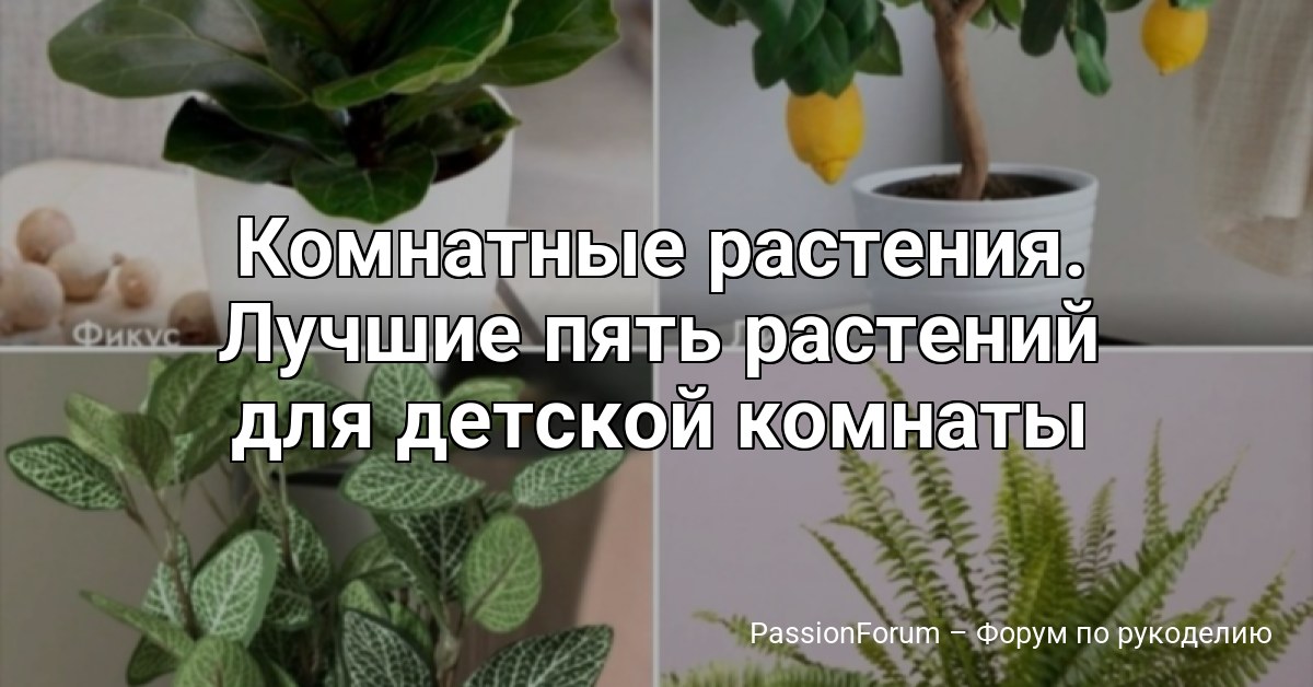 Комнатные растения. Лучшие пять растений для детской комнаты
